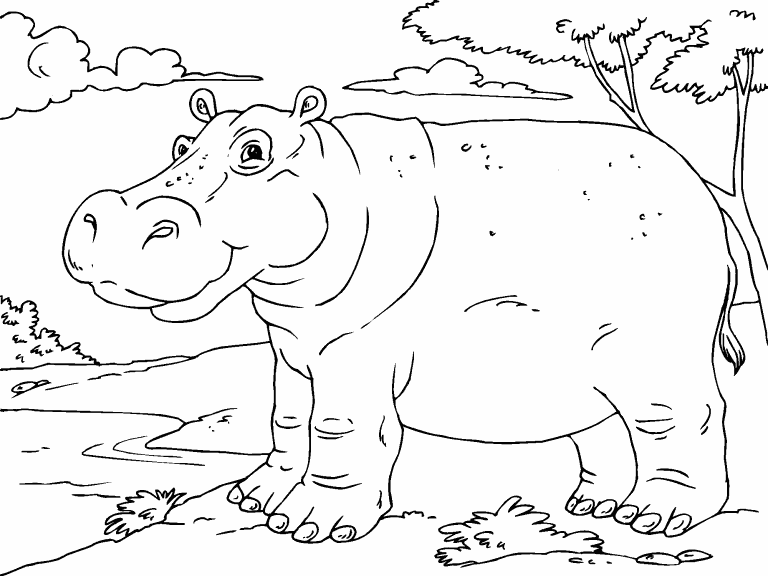 Hippo coloring page - Coloring Pages 4 U