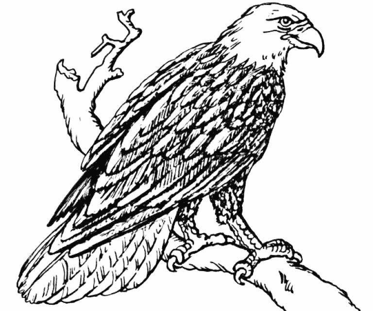Eagles Adult Coloring Book Pages