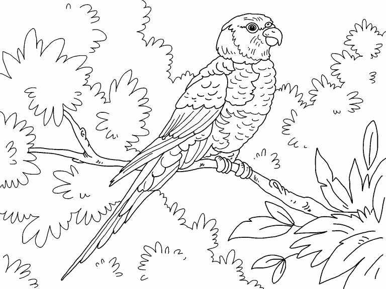 lorrikeet coloring page - Coloring Pages 4 U