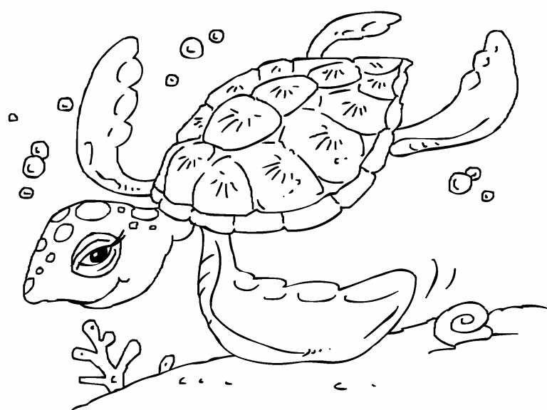 Turtle coloring page - Coloring Pages 4 U