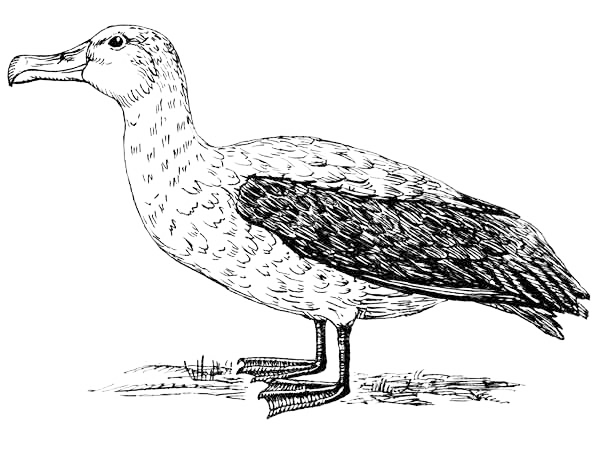 Albatross coloring page - Coloring Pages 4 U